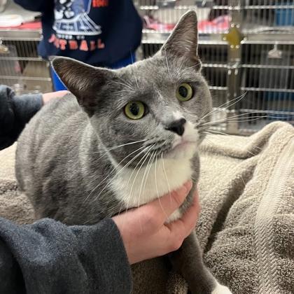 Rosie, Adoptable, Adult Female Domestic Short Hair & Domestic Short Hair.