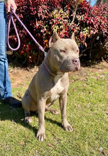 Bonbon — thumbnail 2