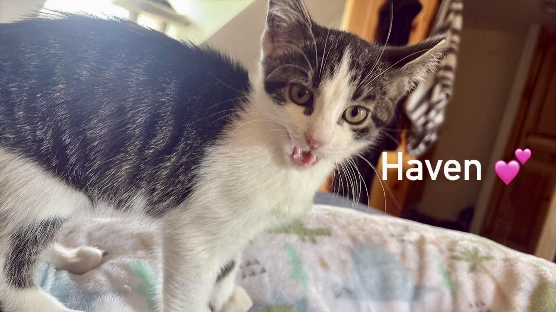 Enlarge Haven, a Adoptable Domestic Short Hair in Pointe-Claire, QC image 2/3