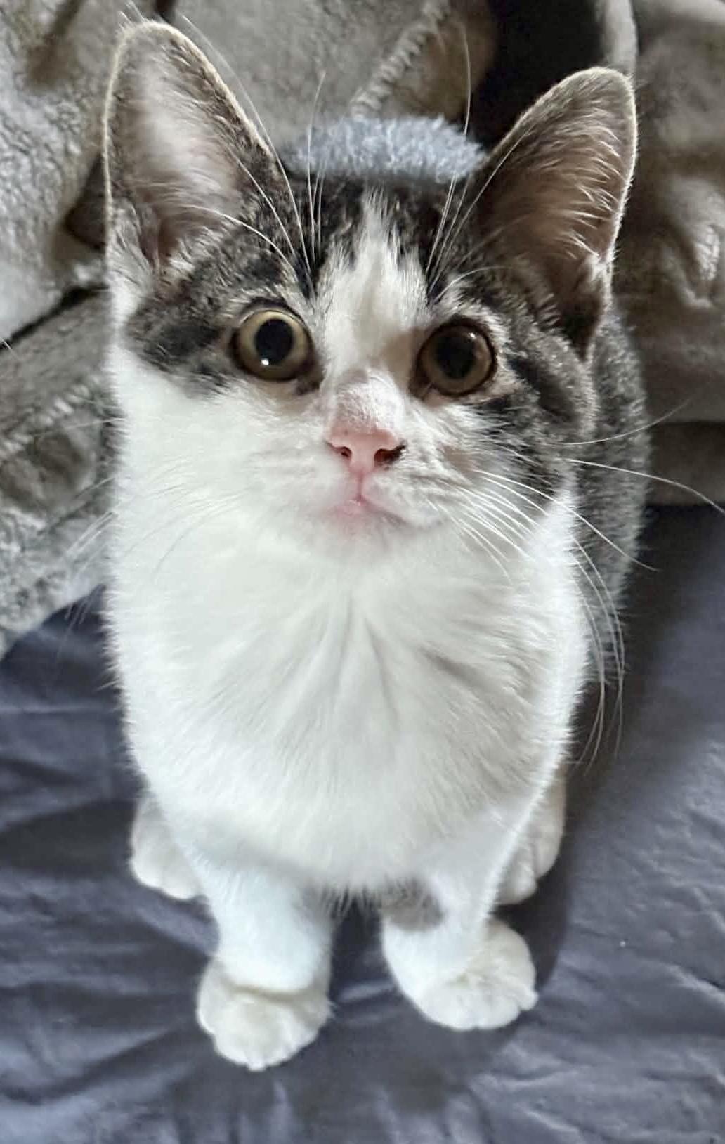 Haven, Adoptable, Kitten Female Domestic Short Hair.