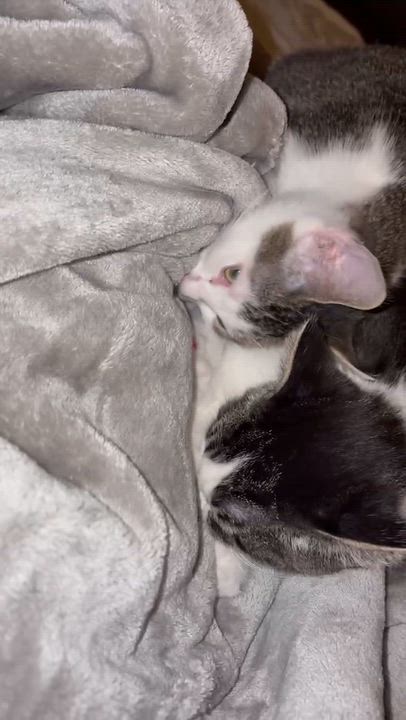 Enlarge Haven, a Adoptable Domestic Short Hair in Pointe-Claire, QC video 3/3