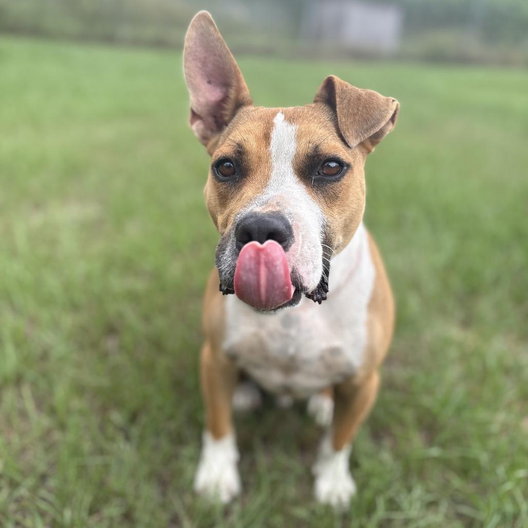 Enlarge Hammy, a Adoptable mixed breed in Tylertown, MS image 1/4