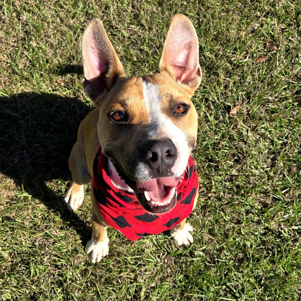 Hammy, Adoptable, Adult Male Terrier & Mixed Breed.