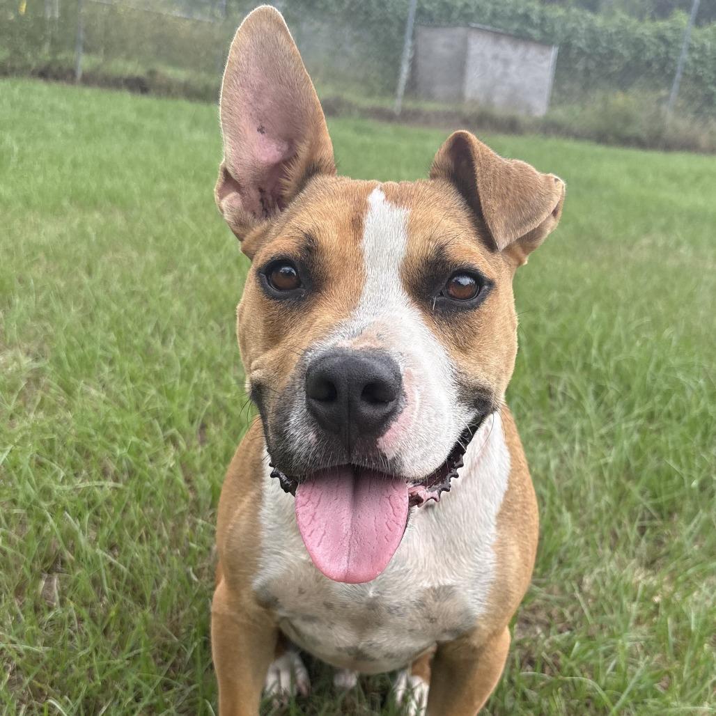 Enlarge Hammy, a Adoptable mixed breed in Tylertown, MS image 3/4