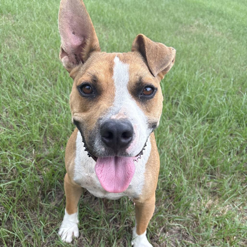 Enlarge Hammy, a Adoptable mixed breed in Tylertown, MS image 4/4