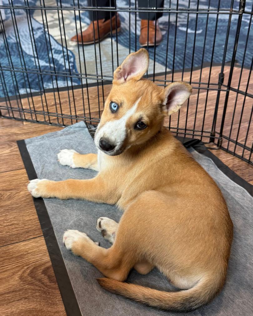 372-26, adopted, Puppy Female Husky & Australian Cattle Dog / Blue Heeler.