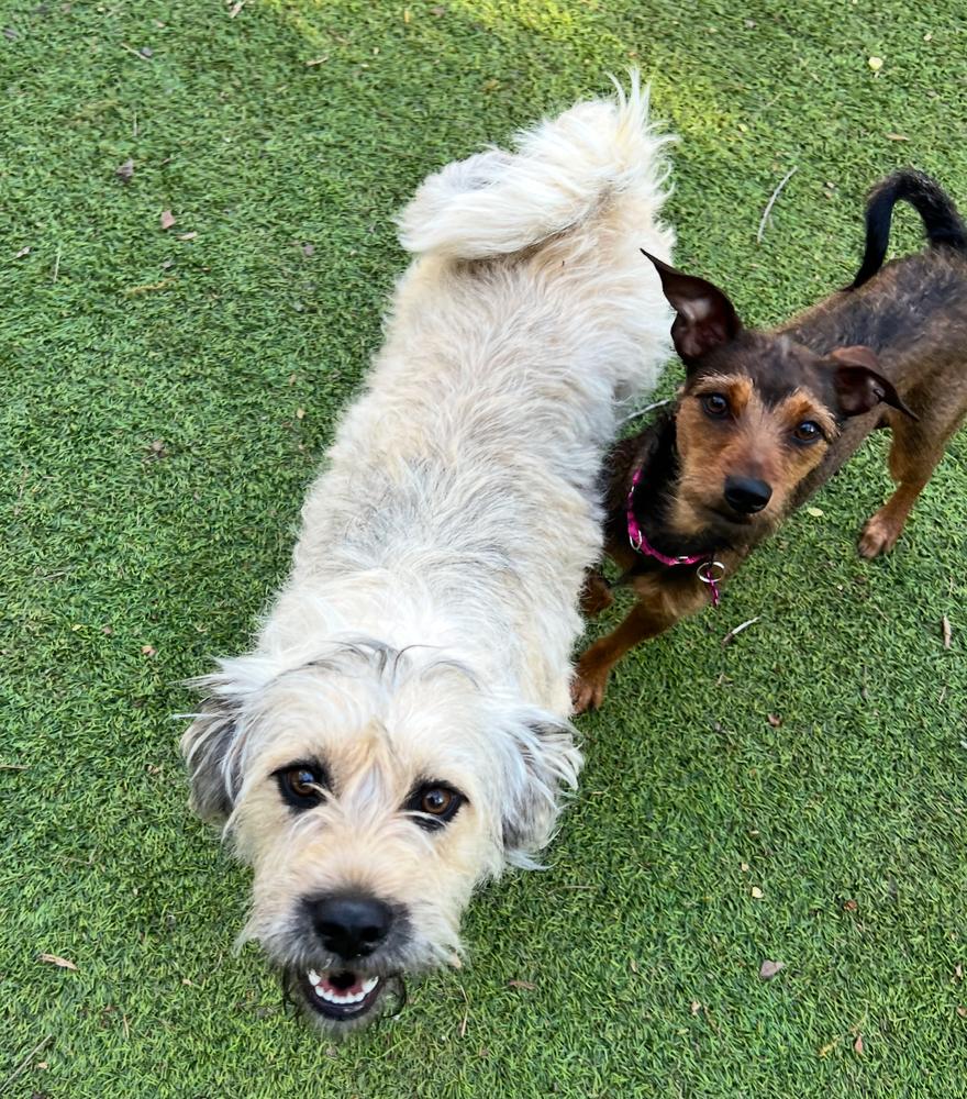 Helly, Adoptable, Adult Female Terrier.