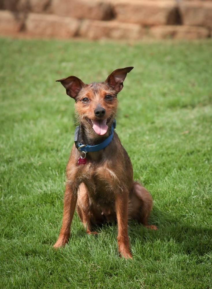Enlarge Helly, a Adoptable mixed breed in Dunwoody, GA image 2/6