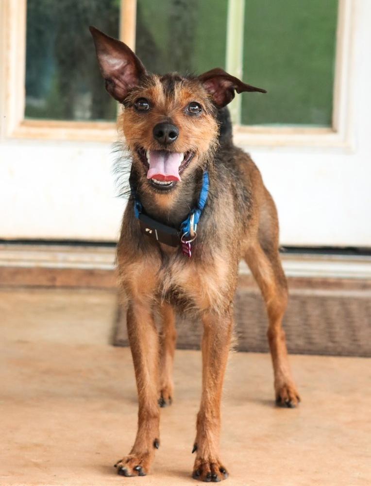 Enlarge Helly, a Adoptable mixed breed in Dunwoody, GA image 3/6