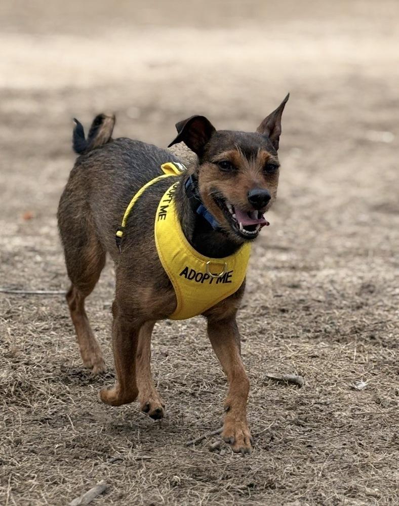 Enlarge Helly, a Adoptable mixed breed in Dunwoody, GA image 1/6