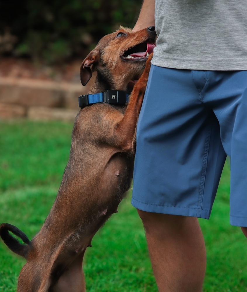 Enlarge Helly, a Adoptable mixed breed in Dunwoody, GA image 4/6