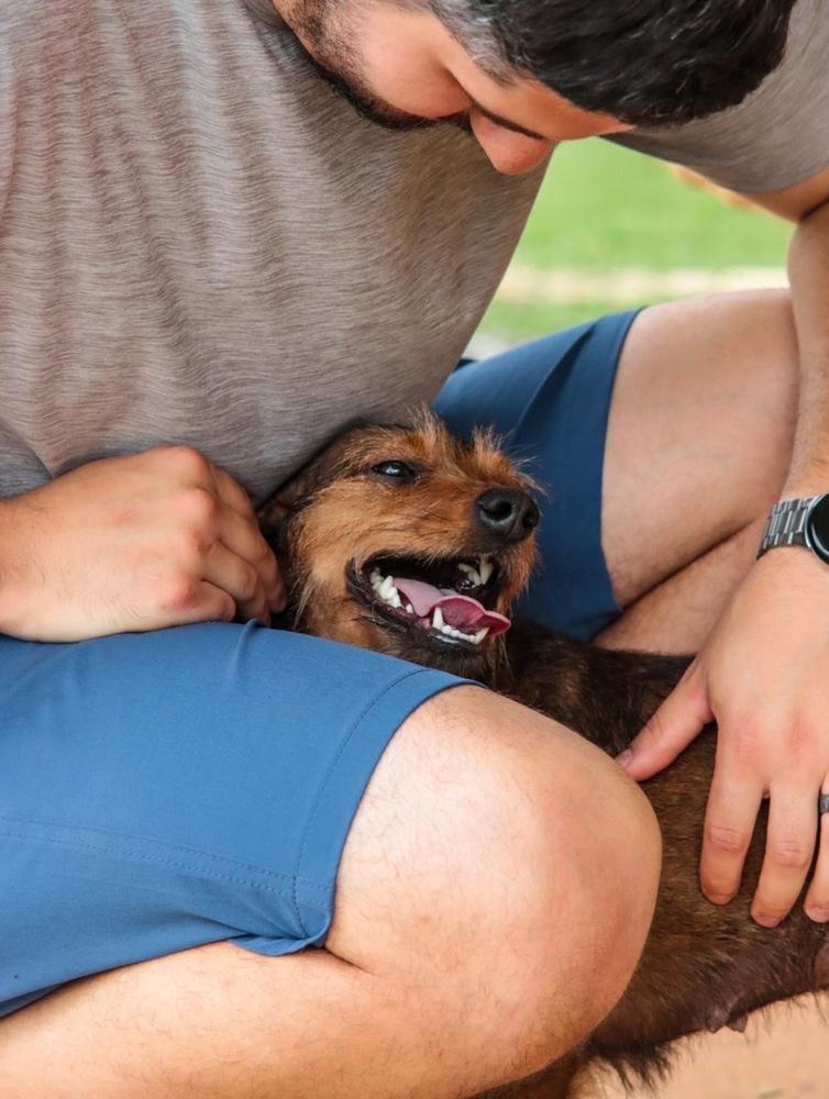 Enlarge Helly, a Adoptable mixed breed in Dunwoody, GA image 5/6