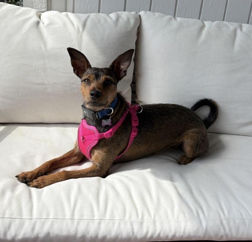Enlarge Helly, a Adoptable mixed breed in Dunwoody, GA image 4/6