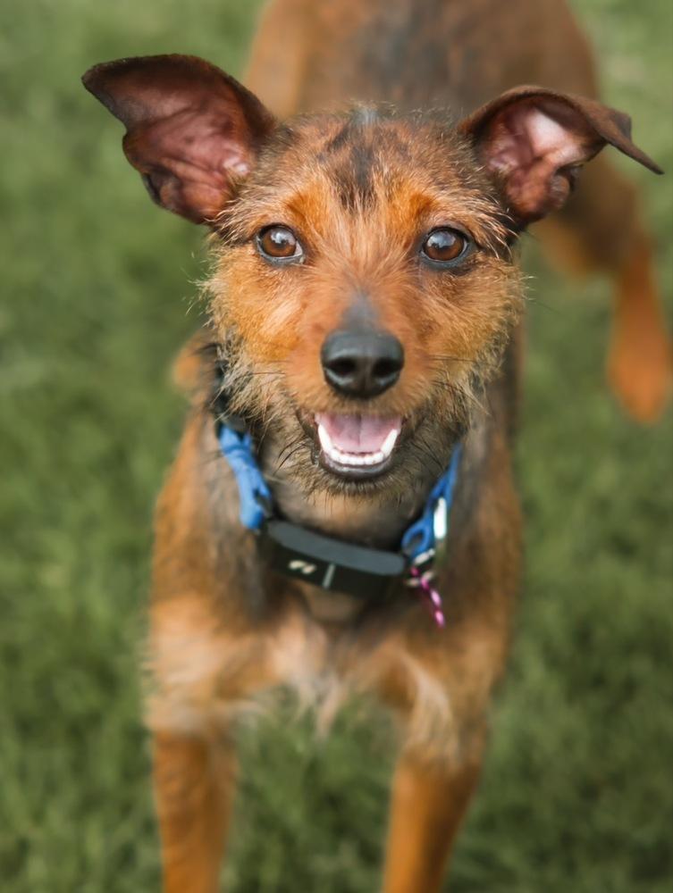 Enlarge Helly, a Adoptable mixed breed in Dunwoody, GA image 6/6