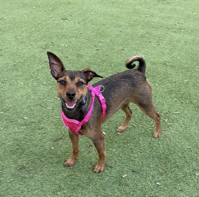 Enlarge Helly, a Adoptable mixed breed in Dunwoody, GA image 6/6