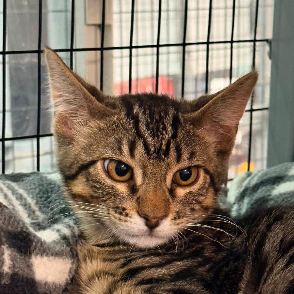 Enlarge Miso, a Adoptable mixed breed in Redwood Valley, CA image 1/6
