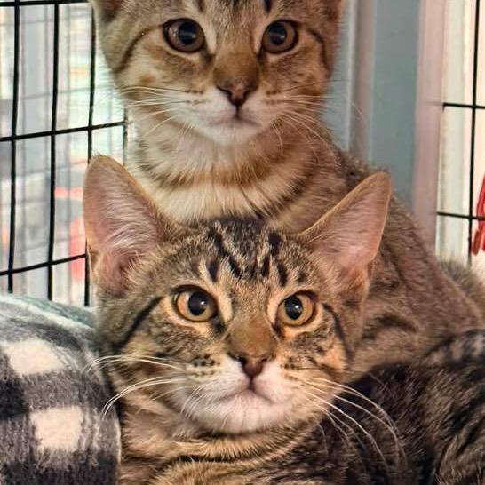 Enlarge Miso, a Adoptable mixed breed in Redwood Valley, CA image 3/6