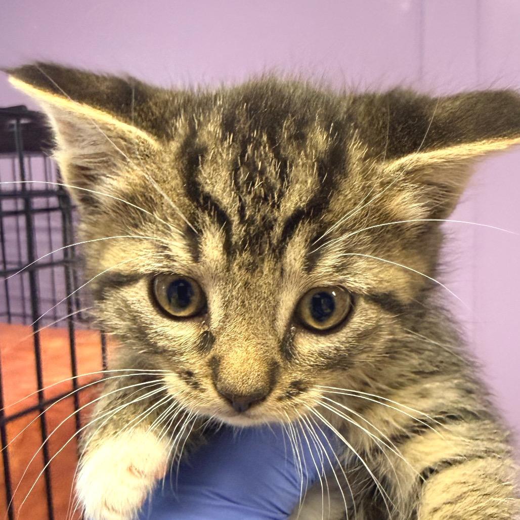Enlarge Miso, a Adoptable mixed breed in Redwood Valley, CA image 1/1