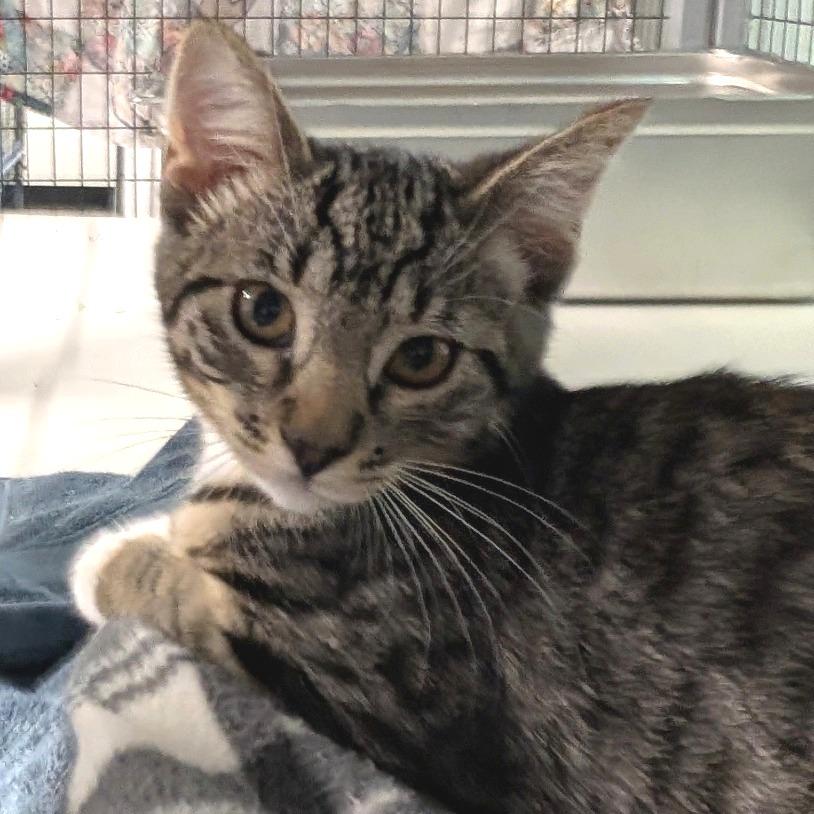 Enlarge Miso, a Adoptable mixed breed in Redwood Valley, CA image 6/6