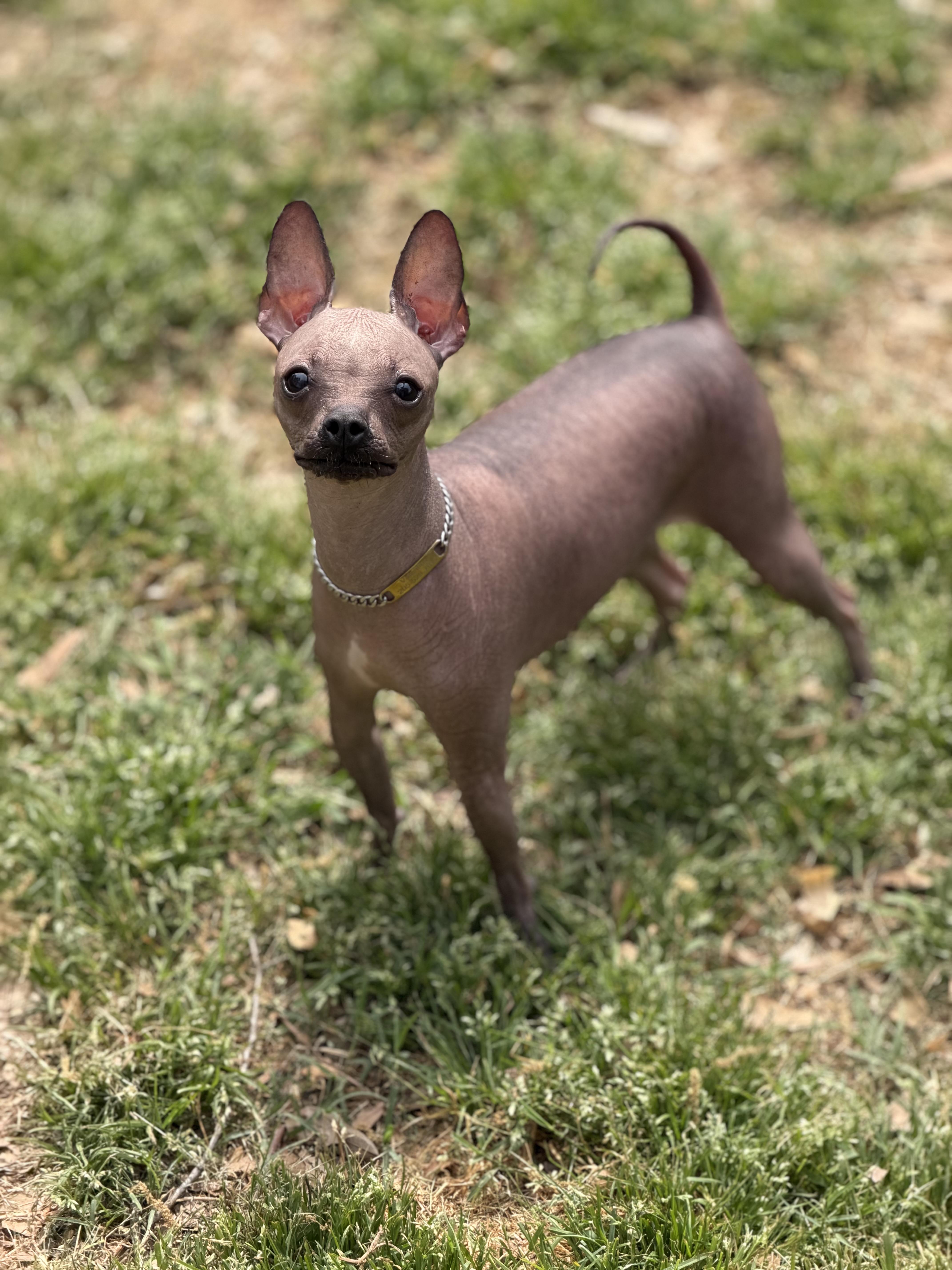 Valentina, ADOPTABLE, Young Female Chihuahua & French Bulldog.