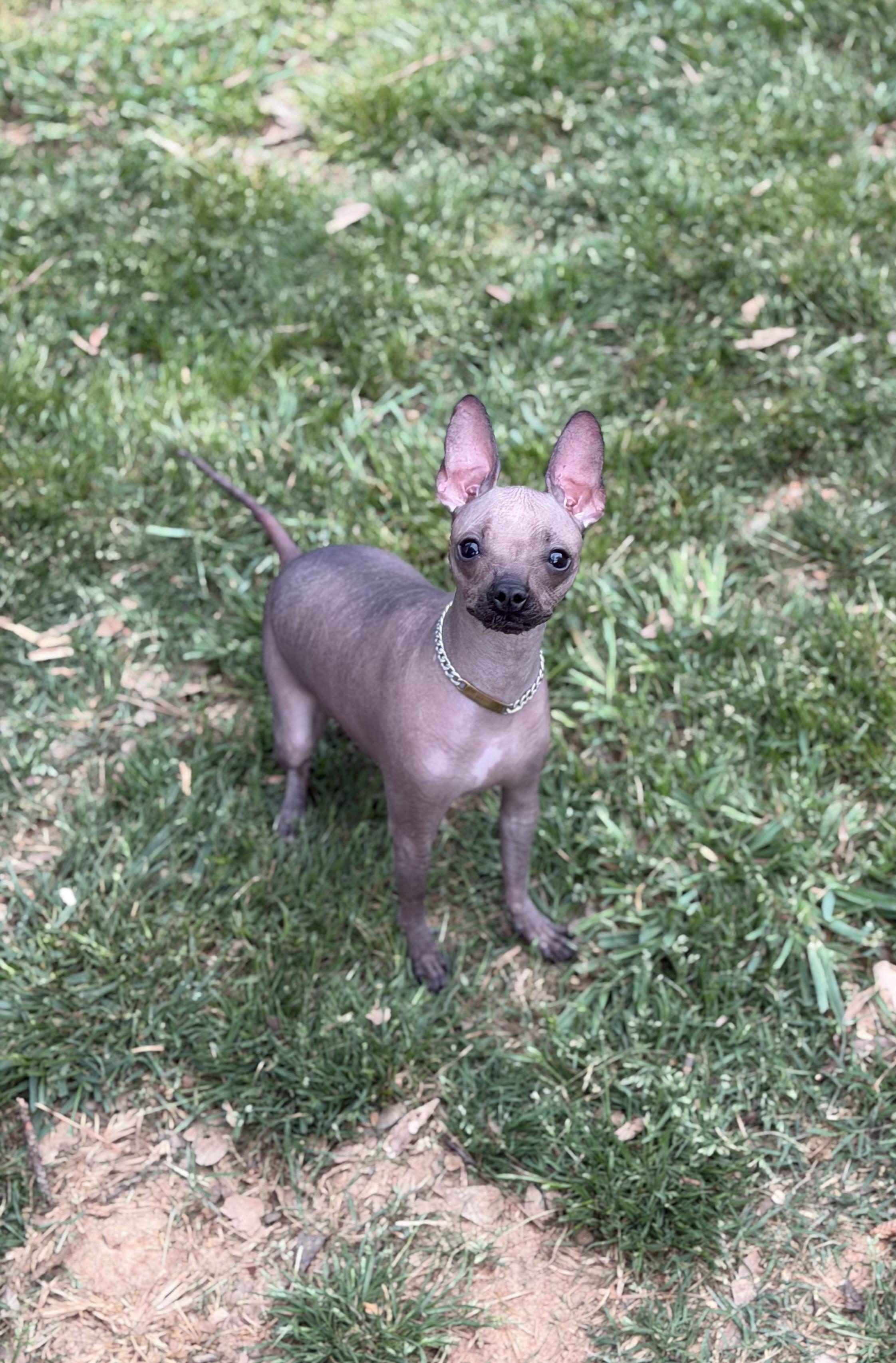 Enlarge Valentina, a ADOPTABLE mixed breed in Atlanta, GA image 4/6