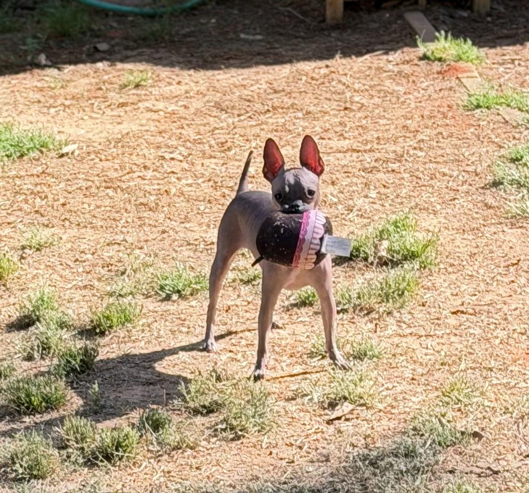 Enlarge Valentina, a ADOPTABLE mixed breed in Atlanta, GA image 3/6