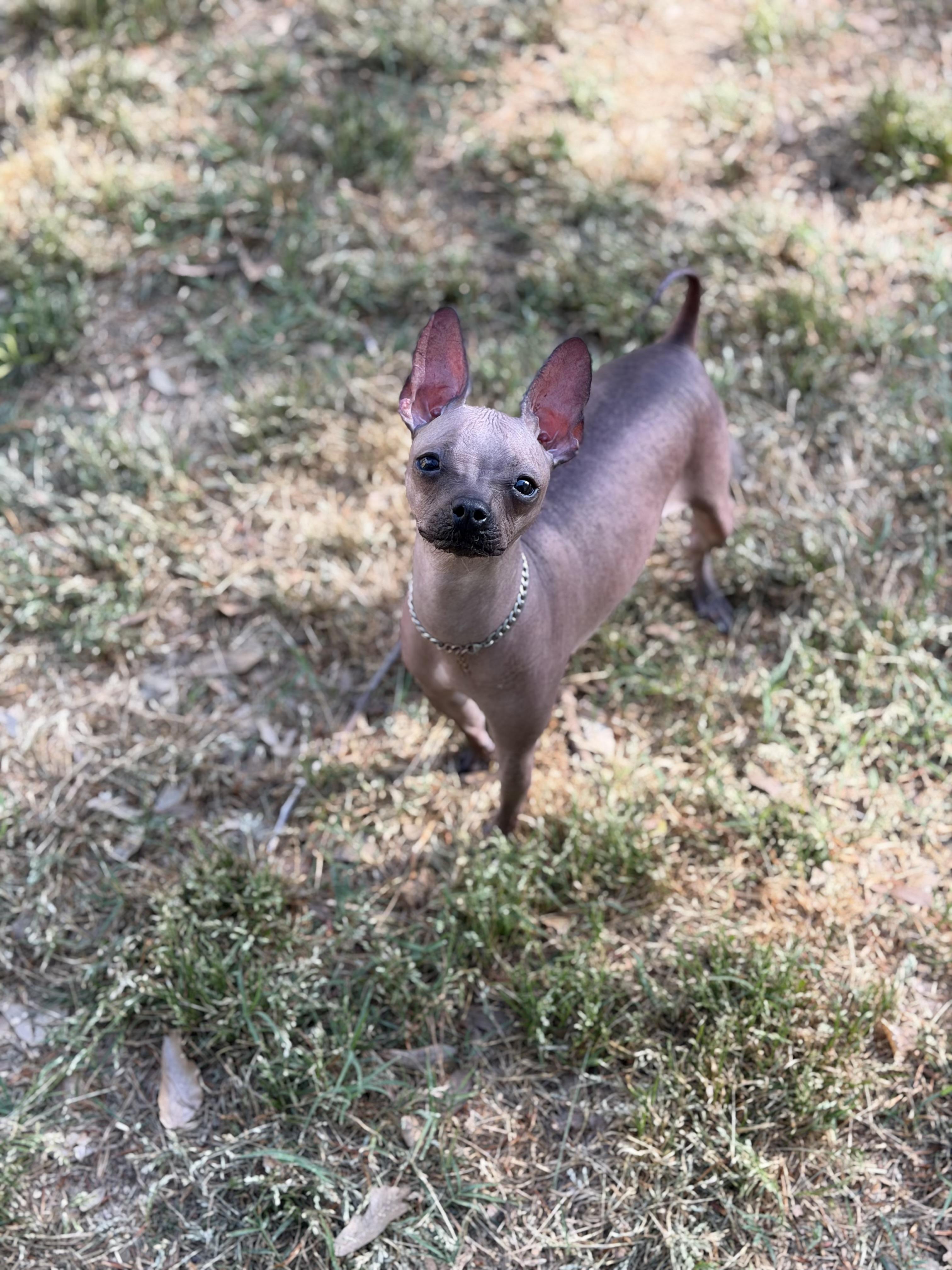 Enlarge Valentina, a ADOPTABLE mixed breed in Atlanta, GA image 5/6