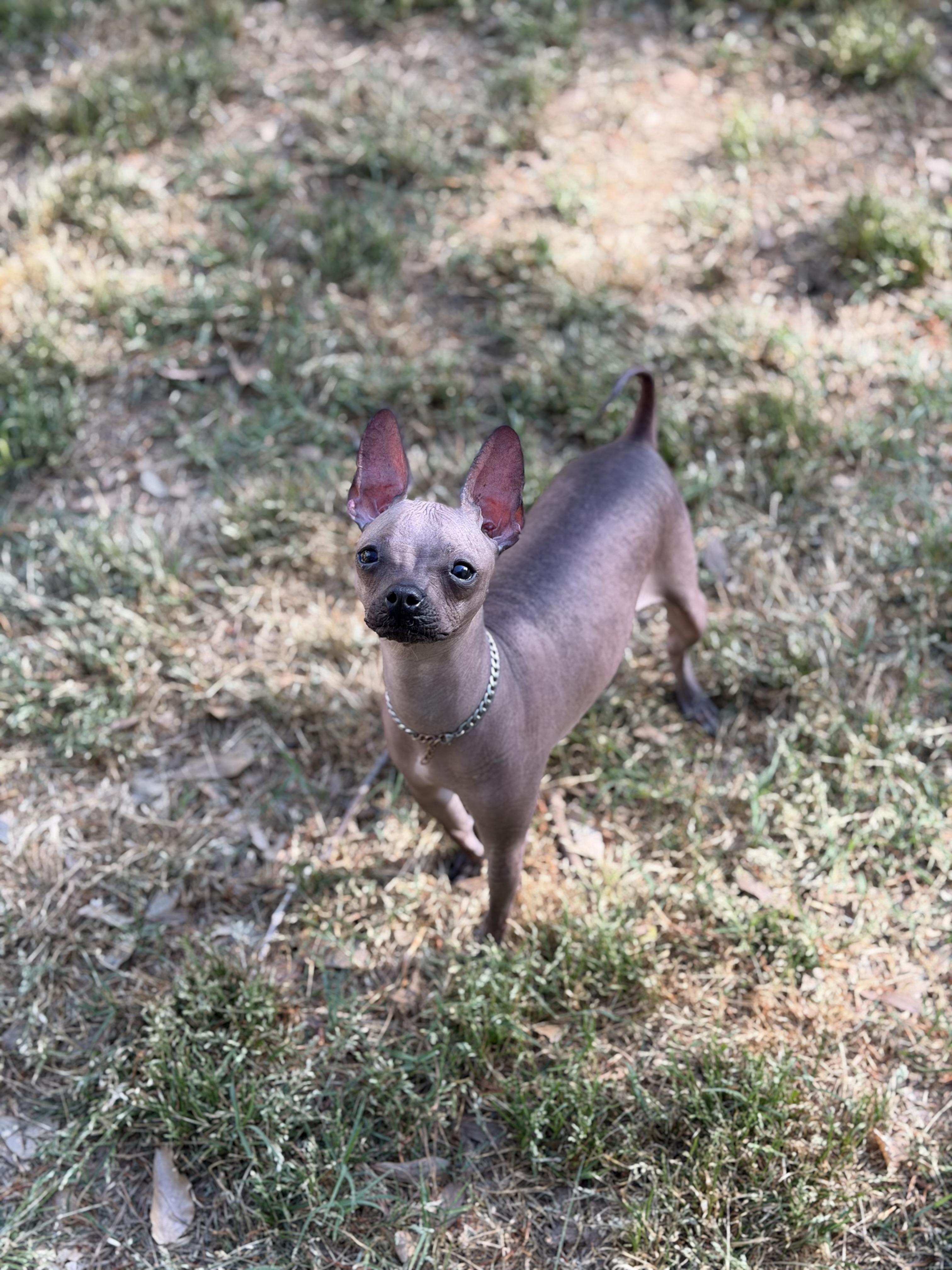 Enlarge Valentina, a ADOPTABLE mixed breed in Atlanta, GA image 6/6