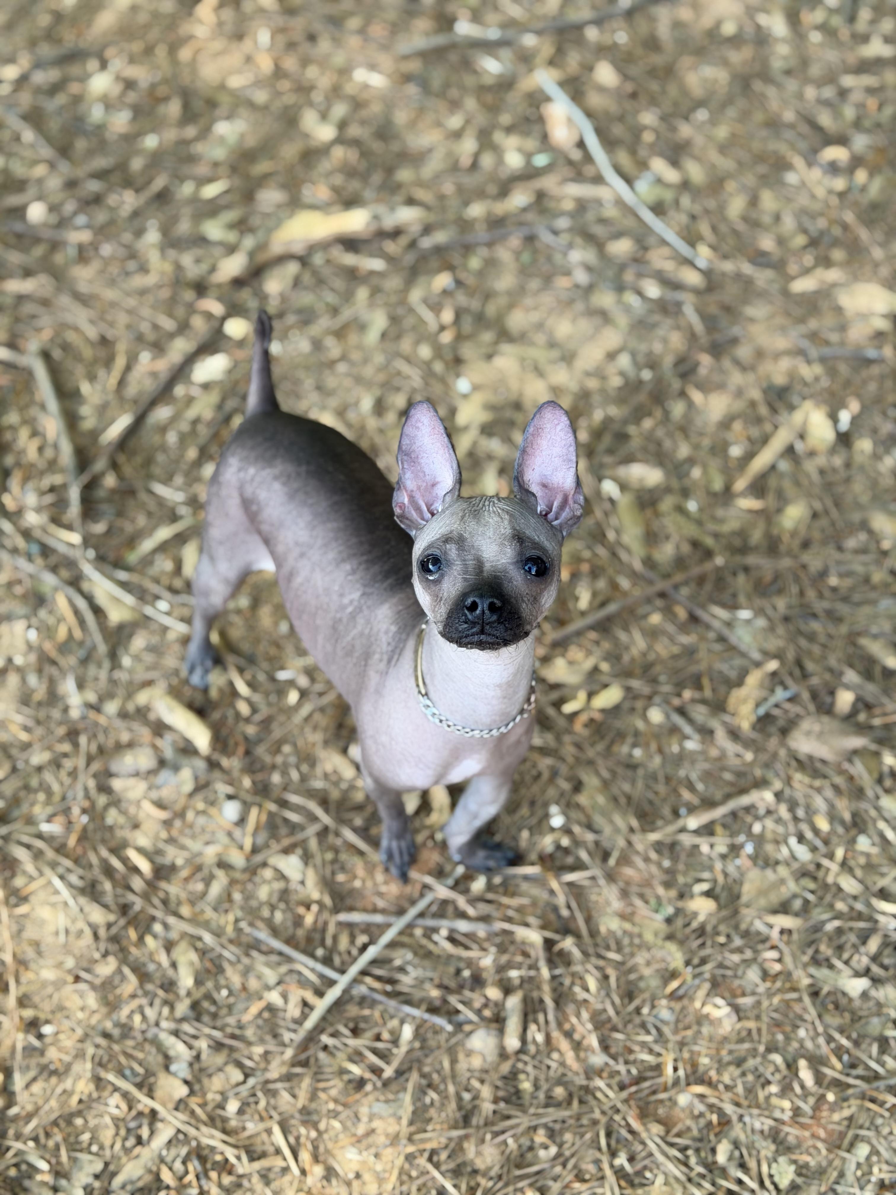 Enlarge Valentina, a ADOPTABLE mixed breed in Atlanta, GA image 2/6