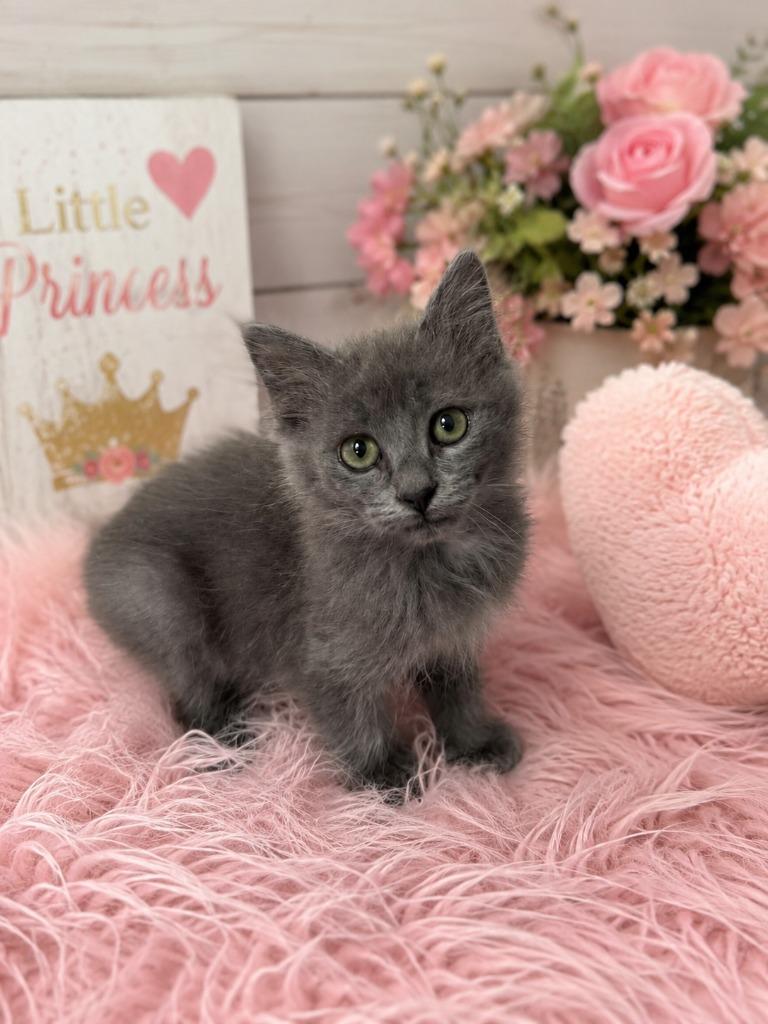 Enlarge Helga Hairballs, a Adoptable mixed breed in East Ridge, TN image 1/1