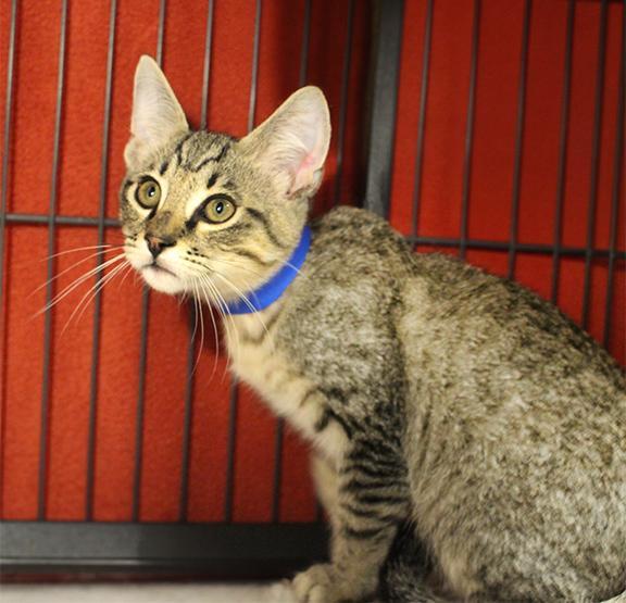 Enlarge Arlo, a Adoptable Domestic Short Hair in Overland Park, KS image 1/1