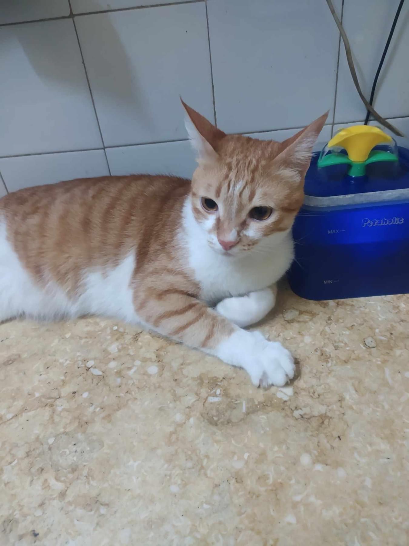 Enlarge Scar A (brother to Sky A), a Adoptable mixed breed in Brampton, ON image 1/3