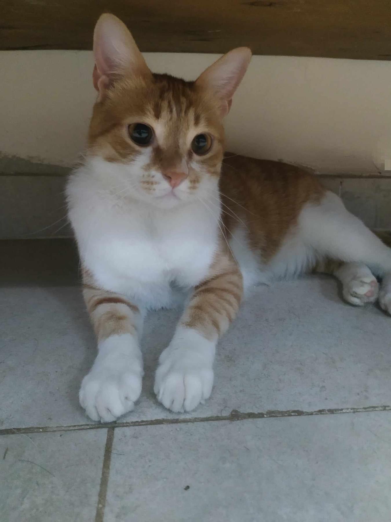 Enlarge Scar A (brother to Sky A), a Adoptable mixed breed in Brampton, ON image 2/3