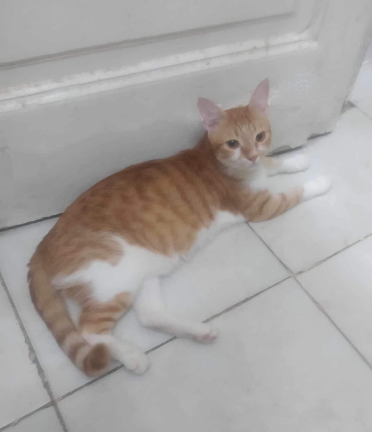 Scar A (brother to Sky A), Adult Male unknown