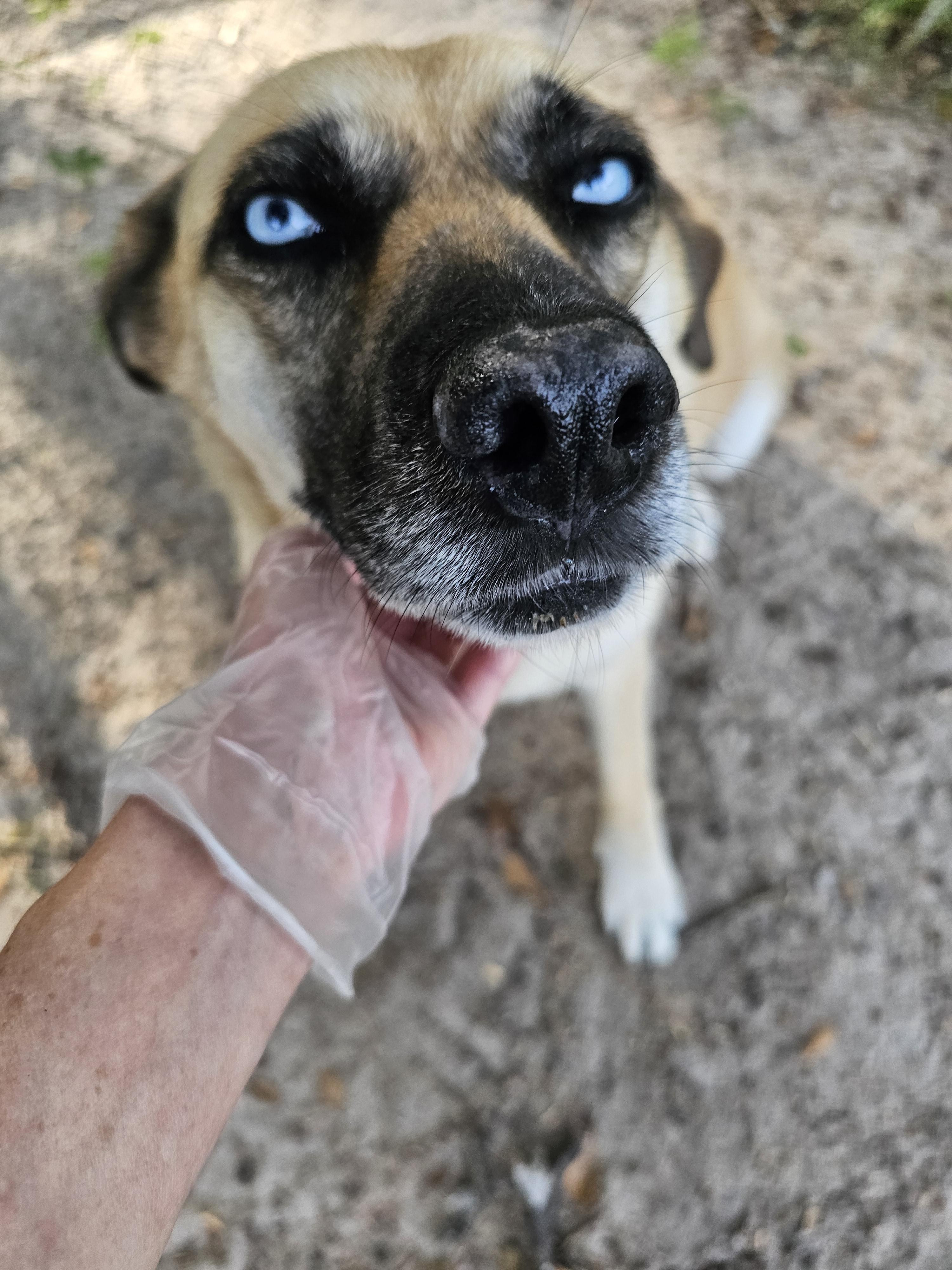 Rain(y), Adoptable, Young Female Afghan Hound & Affenpinscher.