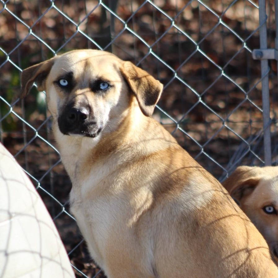 Rain(y), a Adoptable mixed breed in Orangeburg, SC image 4/5