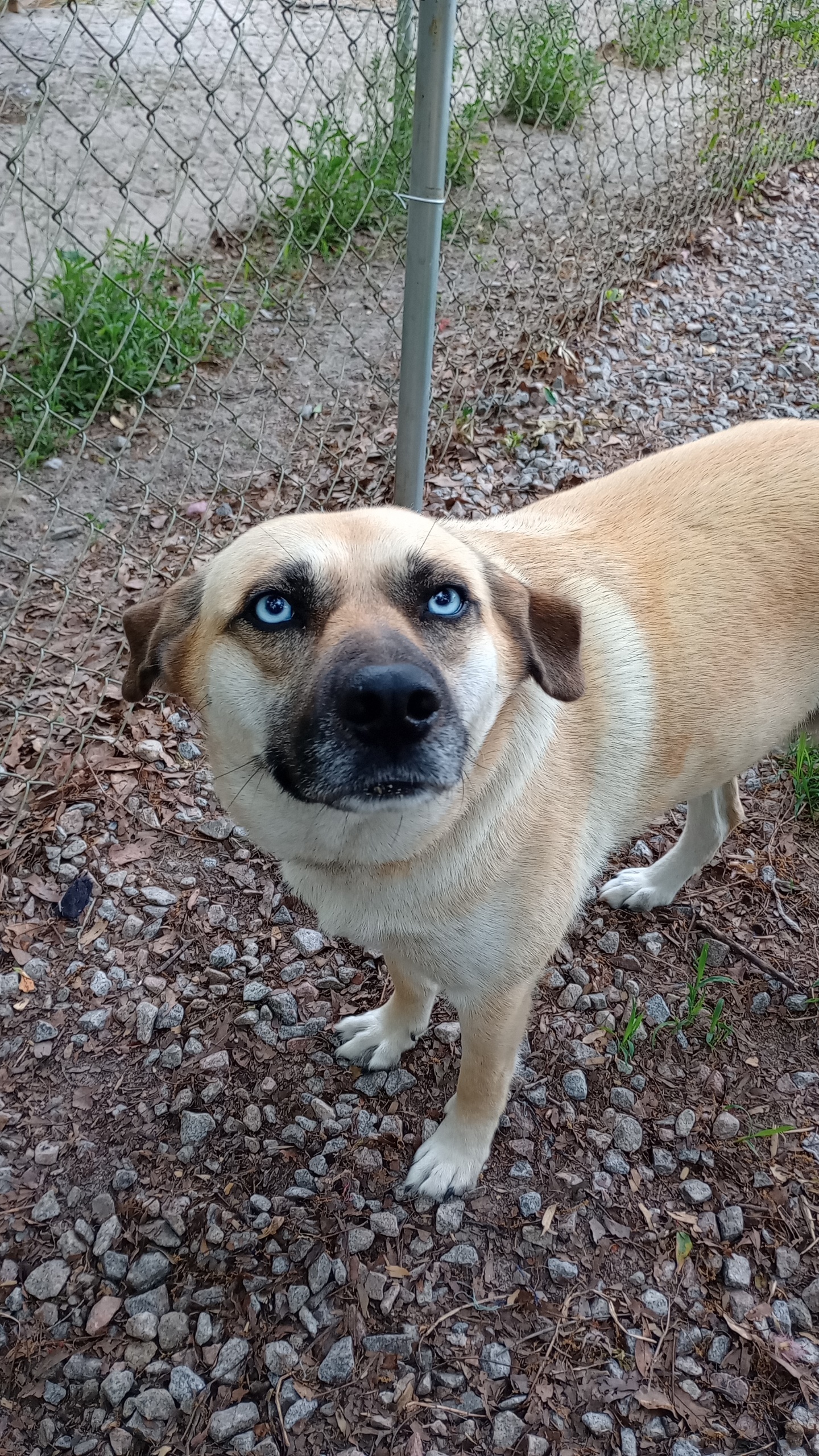 Rain(y), a Adoptable mixed breed in Orangeburg, SC image 5/5