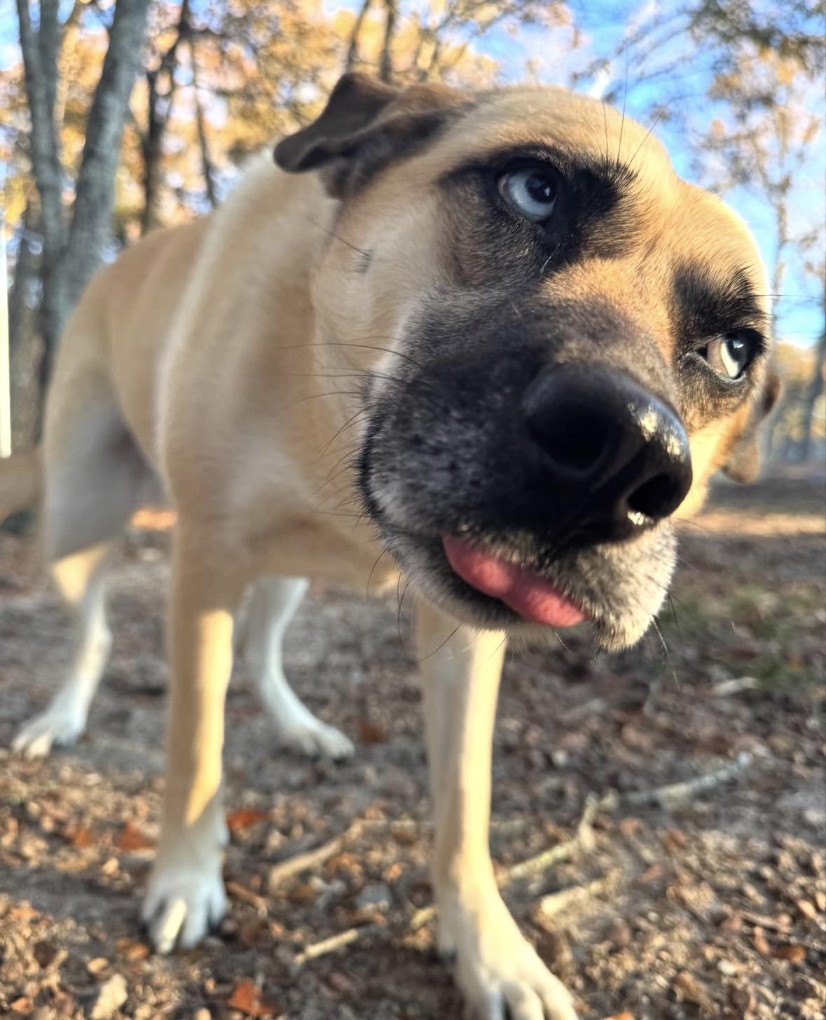 Enlarge Rain(y), a Adoptable mixed breed in Orangeburg, SC image 6/6