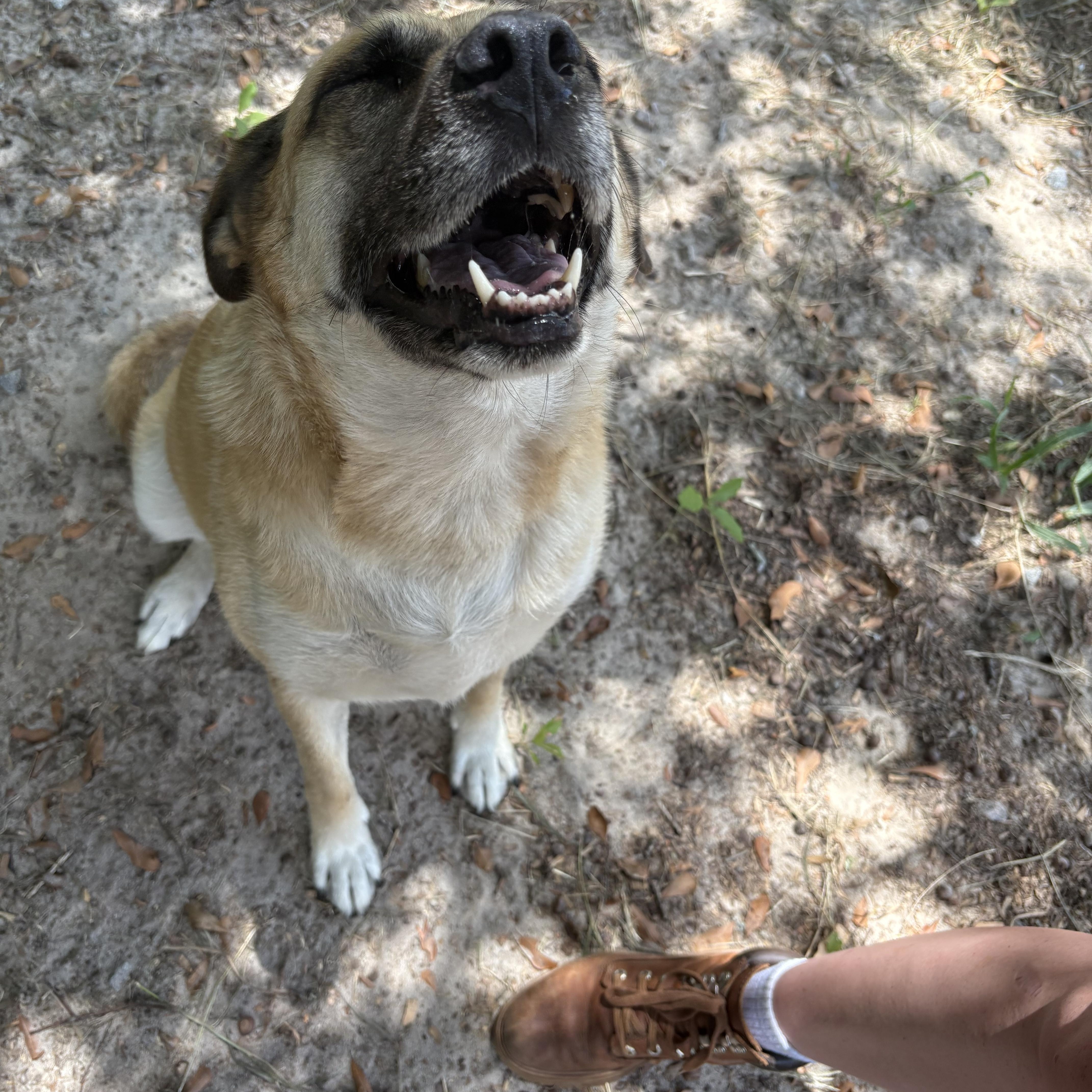 Enlarge Rain(y), a Adoptable mixed breed in Orangeburg, SC image 5/6