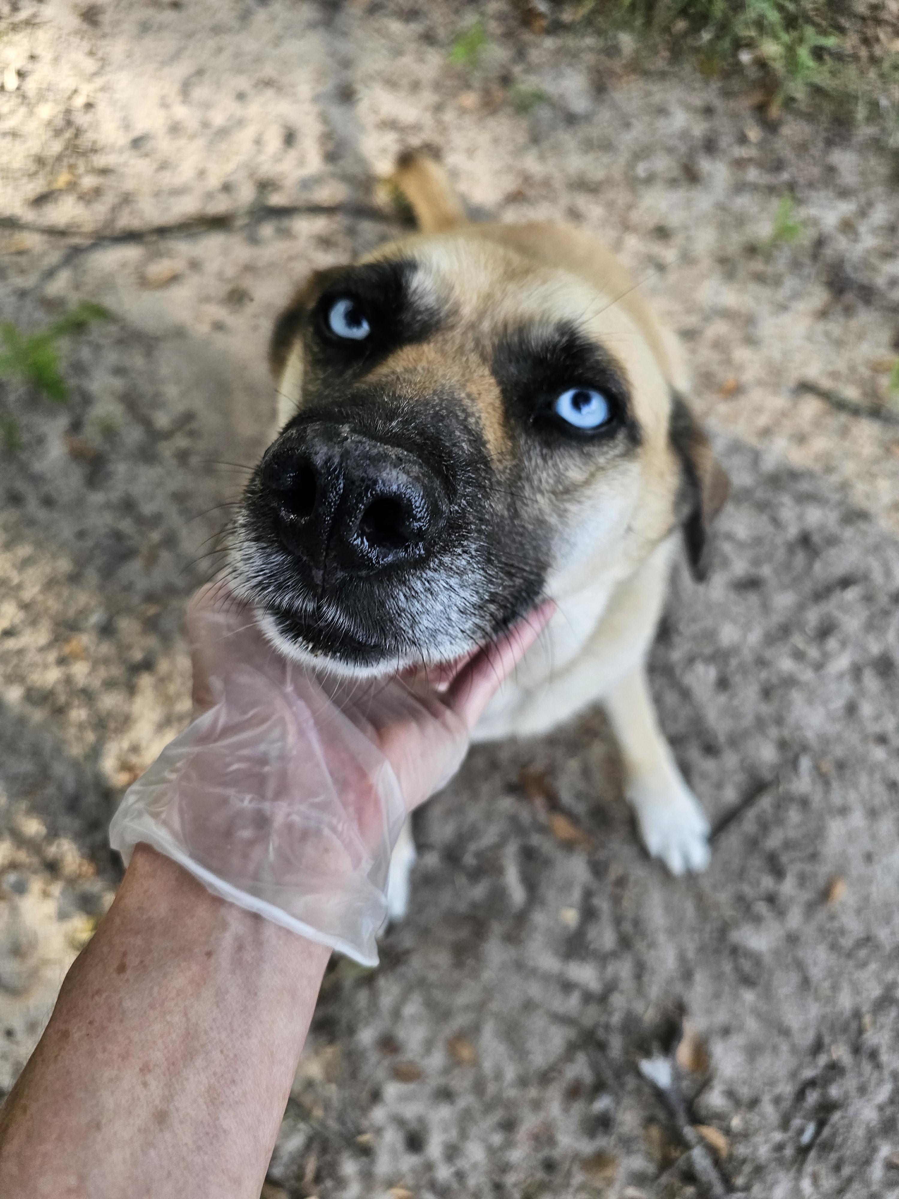 Rain(y), a Adoptable mixed breed in Orangeburg, SC image 2/5