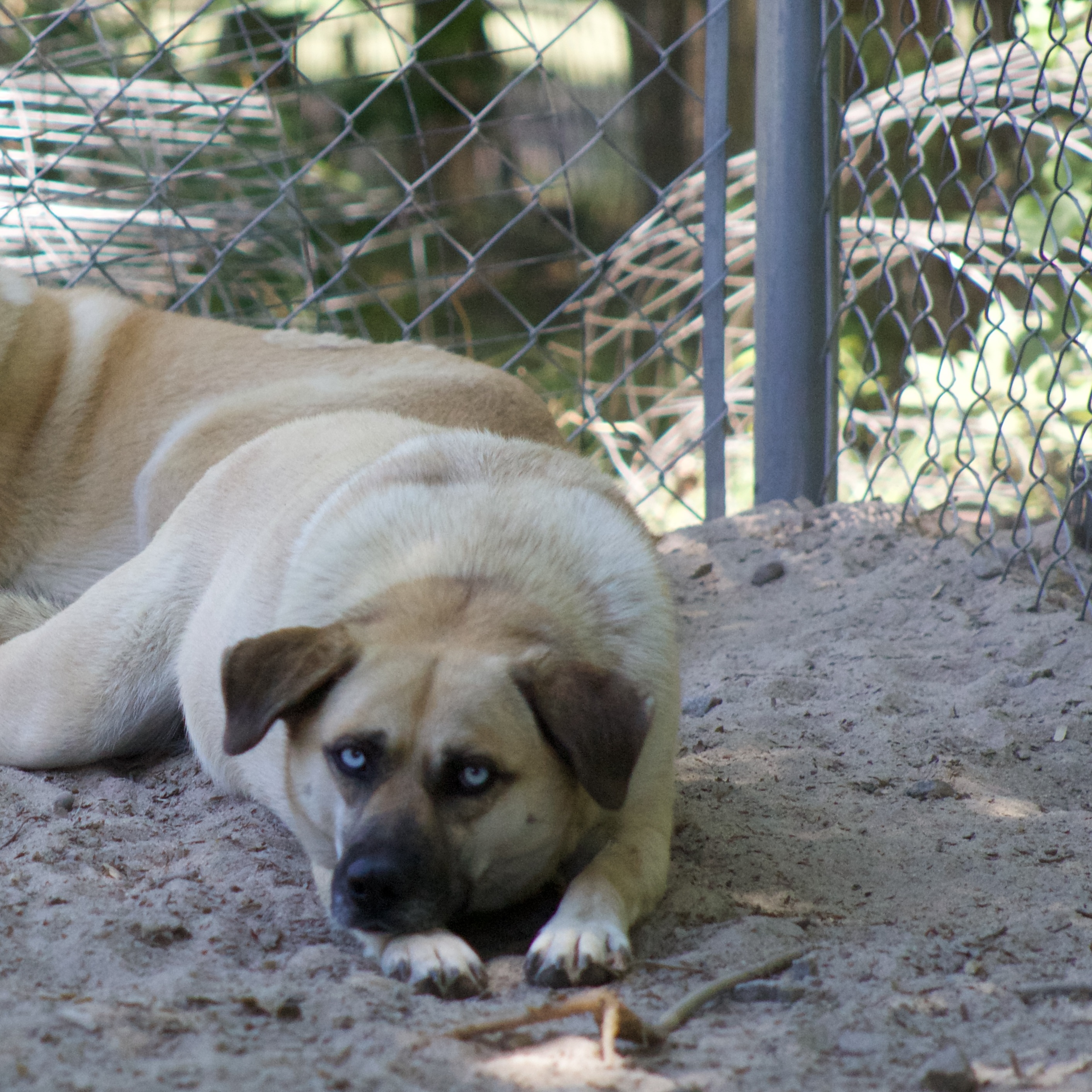 Rain(y), a Adoptable mixed breed in Orangeburg, SC image 3/5
