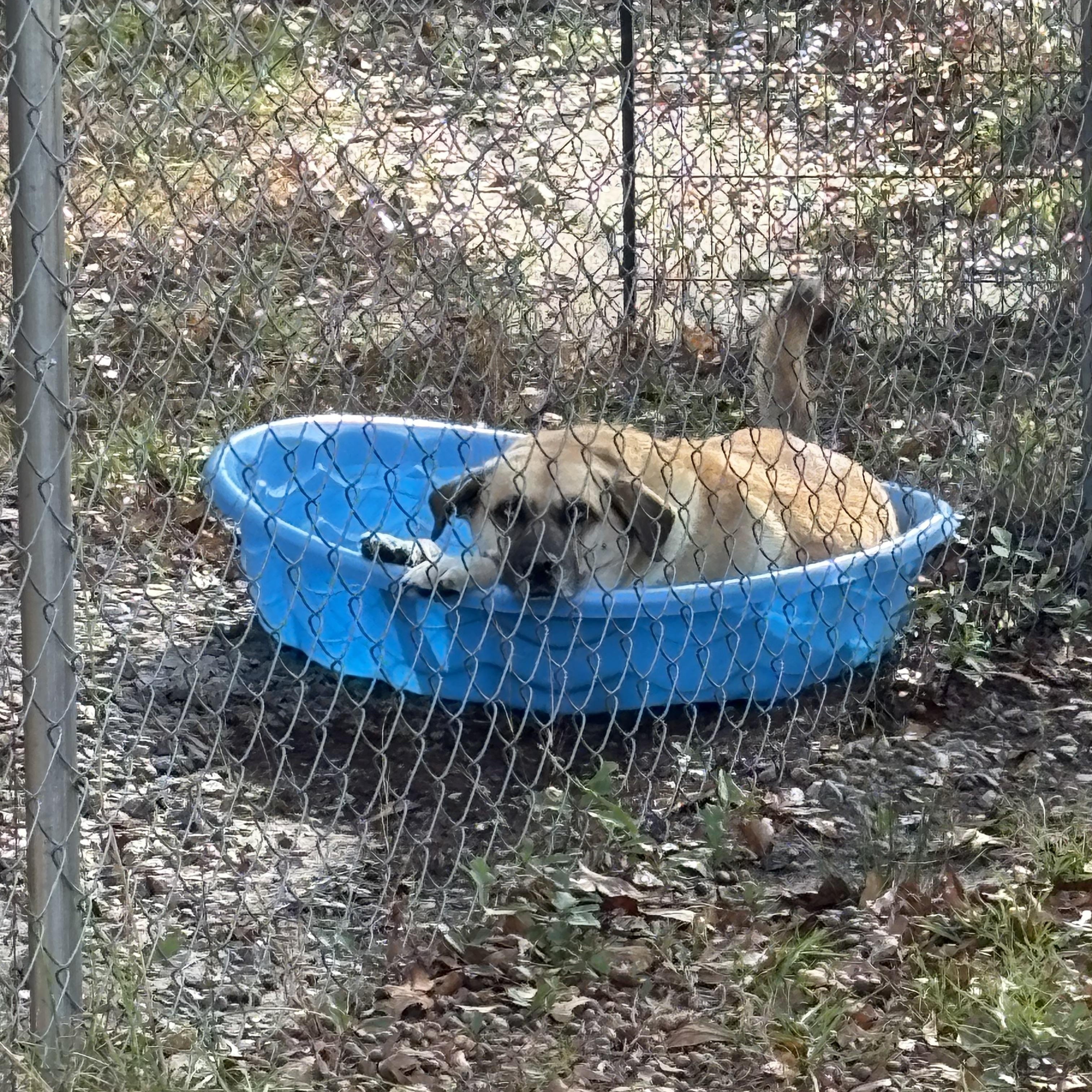 Enlarge Rain(y), a Adoptable mixed breed in Orangeburg, SC image 4/6