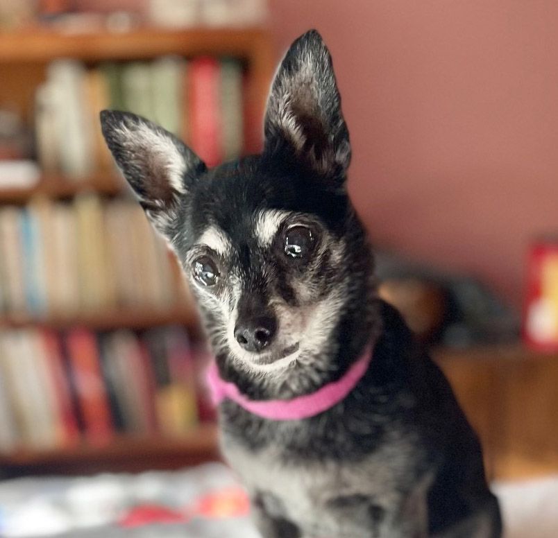 Enlarge CJ, a Adoptable Chihuahua in Santa Maria, CA image 1/18