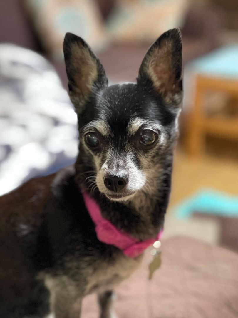 Enlarge CJ, a Adoptable Chihuahua in Santa Maria, CA image 2/18