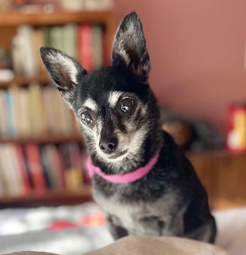 Enlarge CJ, a Adoptable Chihuahua in Santa Maria, CA image 3/18