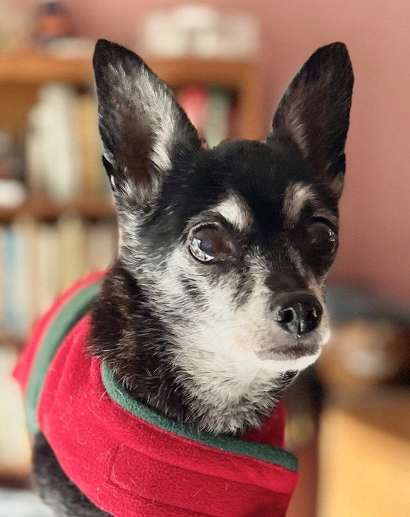 Enlarge CJ, a Adoptable Chihuahua in Santa Maria, CA image 4/18