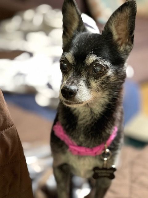 Enlarge CJ, a Adoptable Chihuahua in Santa Maria, CA image 5/18