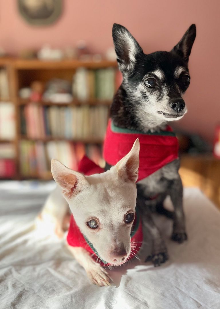 Enlarge CJ, a Adoptable Chihuahua in Santa Maria, CA image 6/18