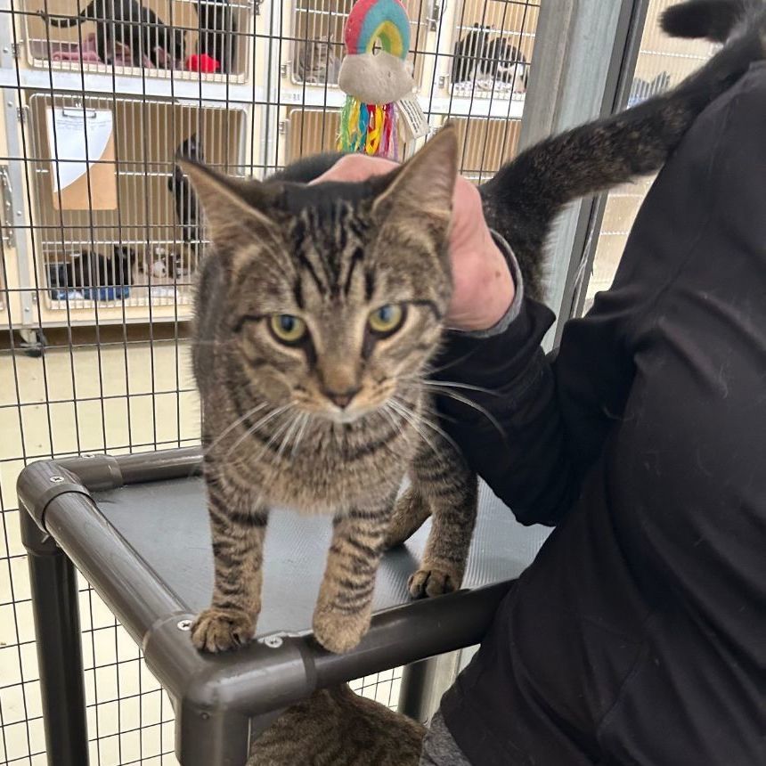 Brown Tabby, a Adoptable mixed breed in Clarksville, VA image 1/2