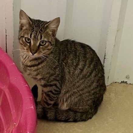 Brown Tabby, a Adoptable mixed breed in Clarksville, VA image 2/2